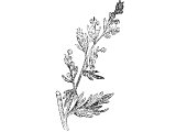 Wormwood (Artiemisia absinthium)